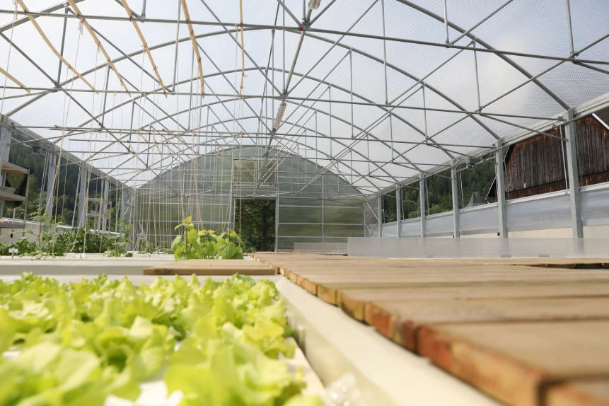 Aquaponikanlage im Gewächshaus