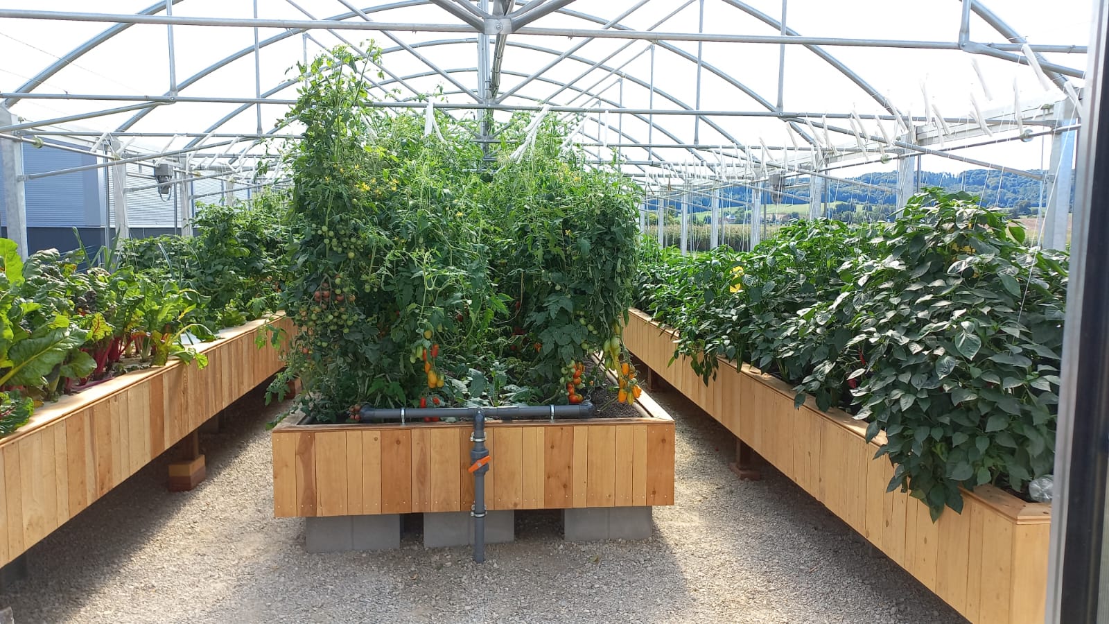 Hydrokultur Medienbeet